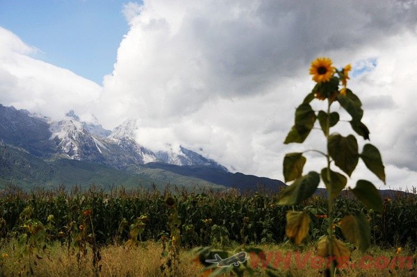 小马的画笔在束河